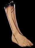 "Severed Right Leg" Bloody Body Part Halloween Prop