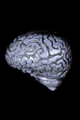 "Human Brain" Haunted House Prop