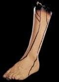 "Severed Left Leg" Bloody Human Body Part Prop
